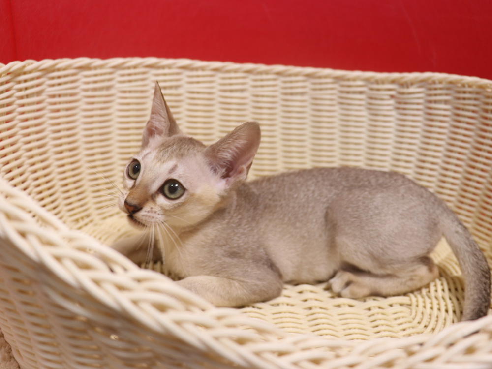 シンガプーラの子猫画像