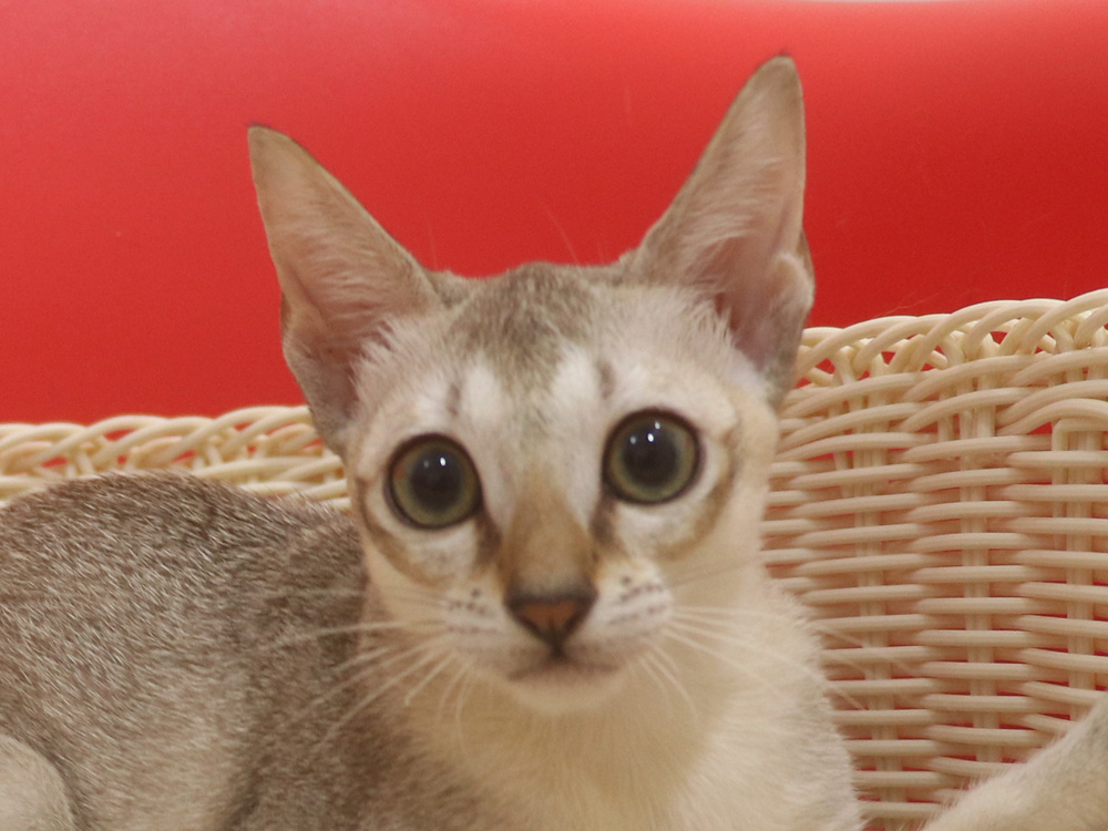 シンガプーラの子猫画像