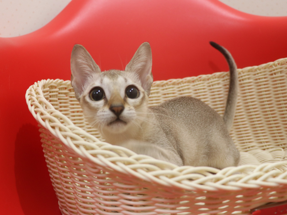 シンガプーラの子猫画像