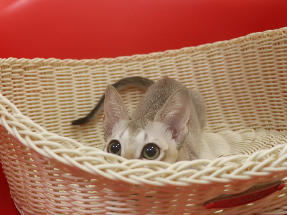 シンガプーラの子猫画像