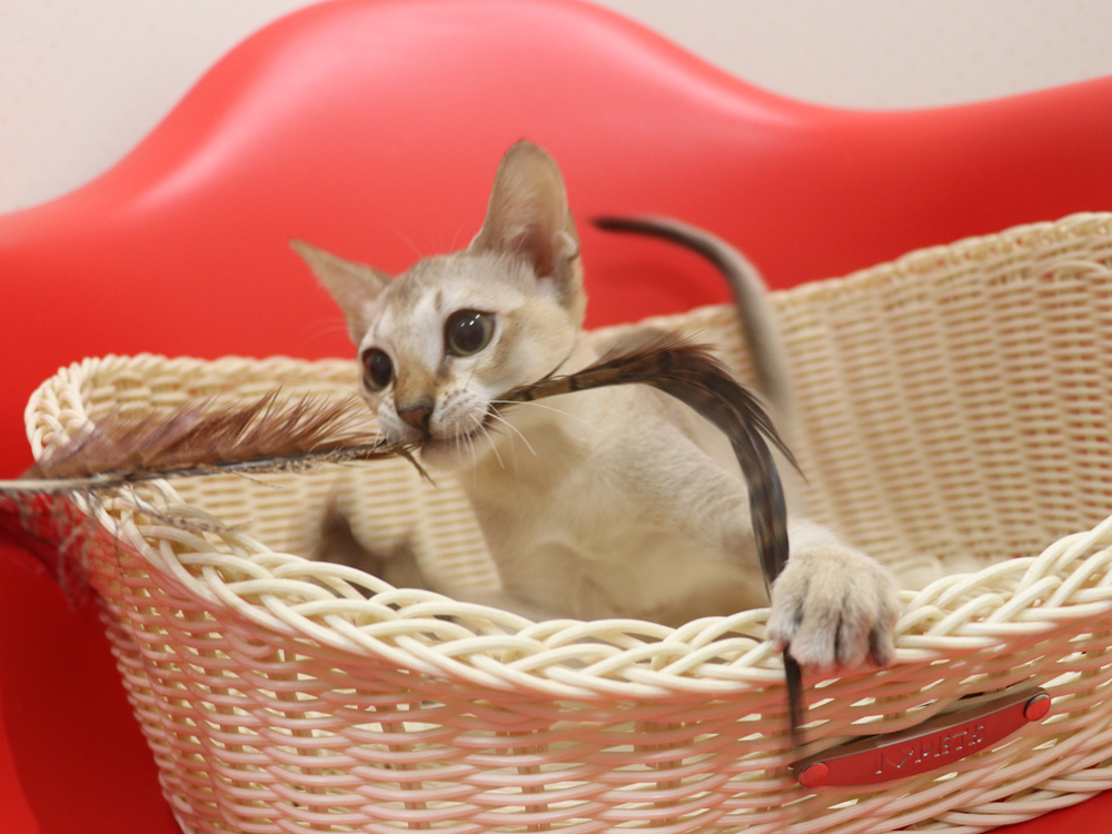 シンガプーラの子猫画像