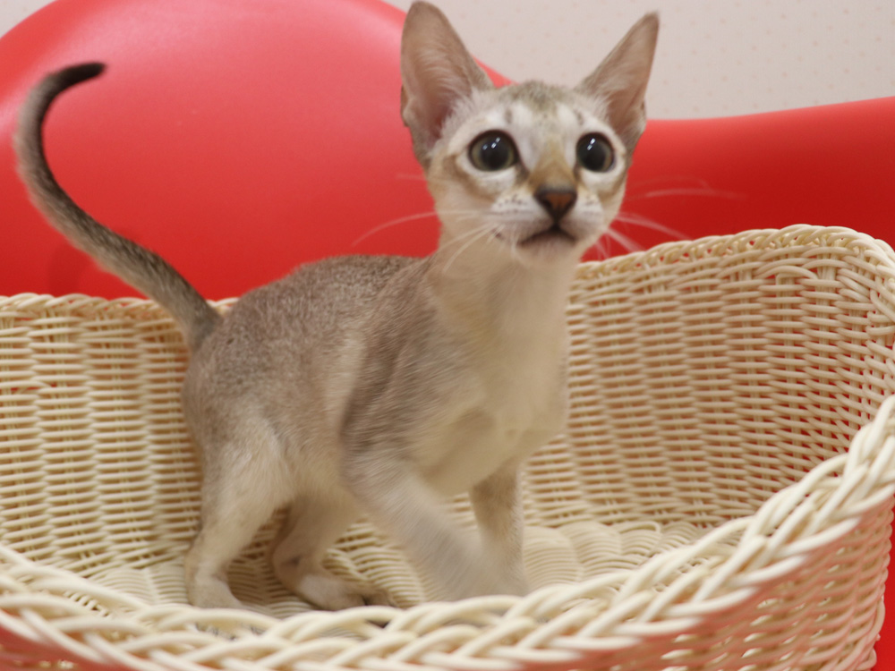 シンガプーラの子猫画像