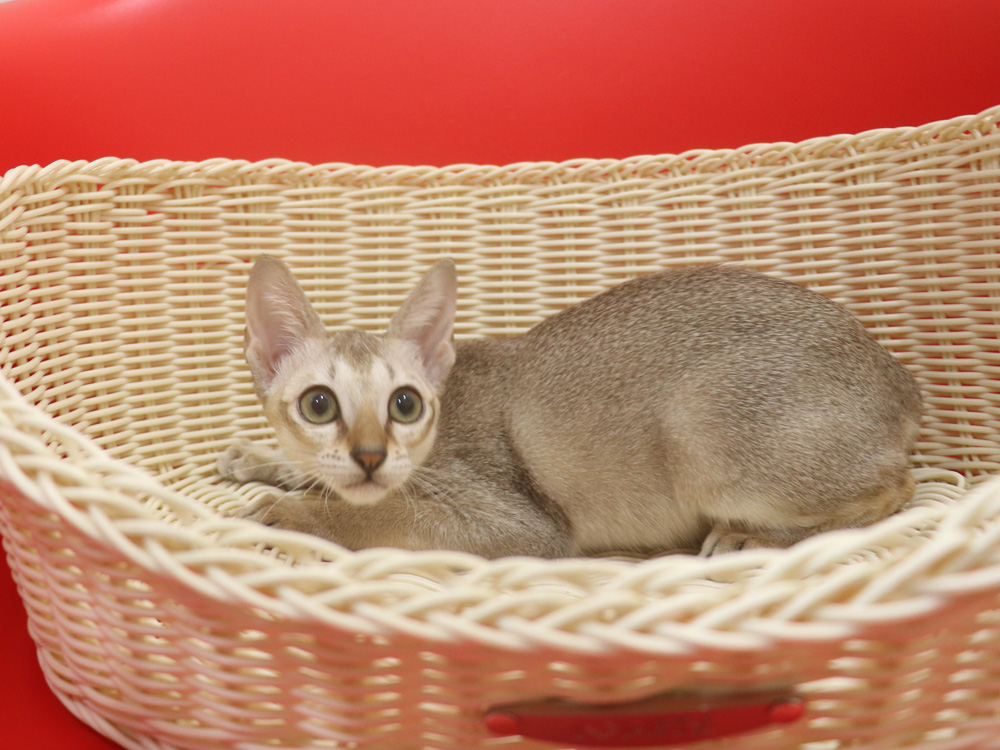シンガプーラの子猫画像