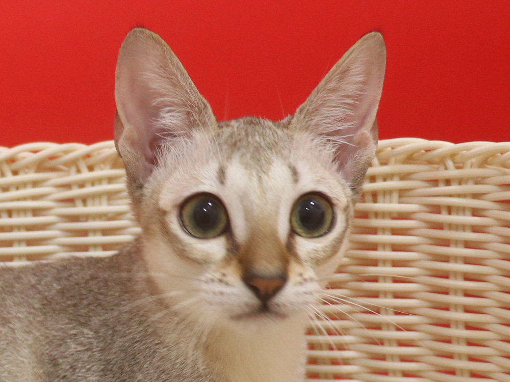 シンガプーラの子猫画像