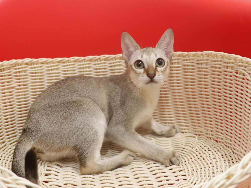 シンガプーラの子猫画像