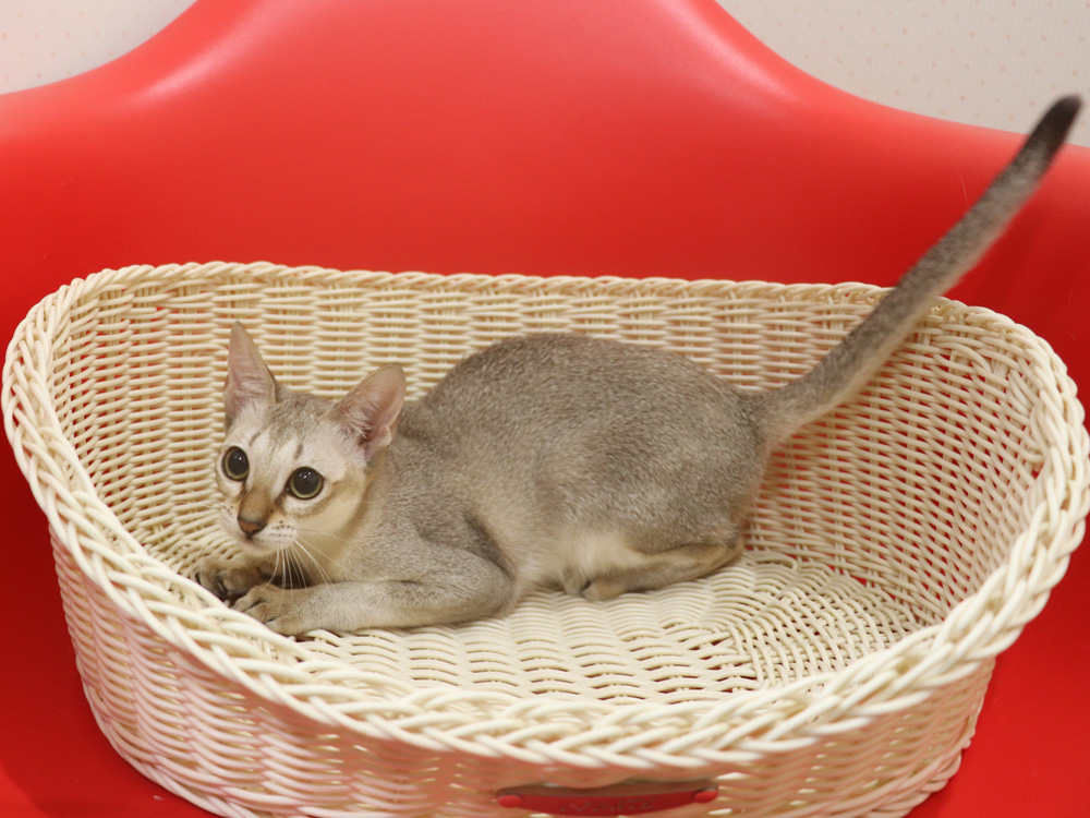 シンガプーラの子猫画像