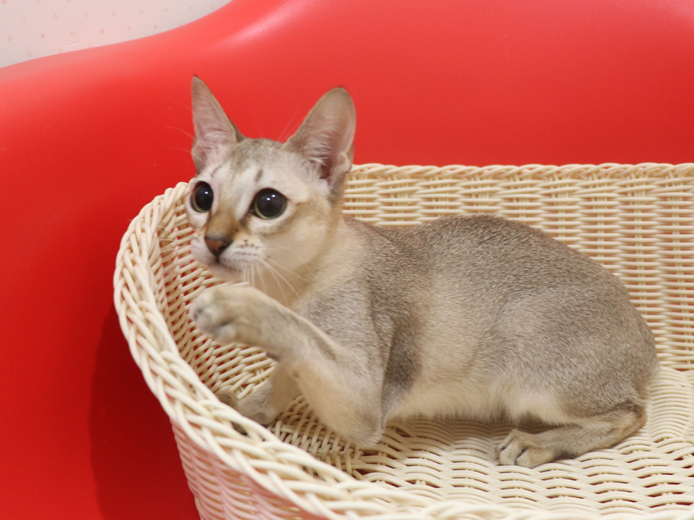 シンガプーラの子猫画像