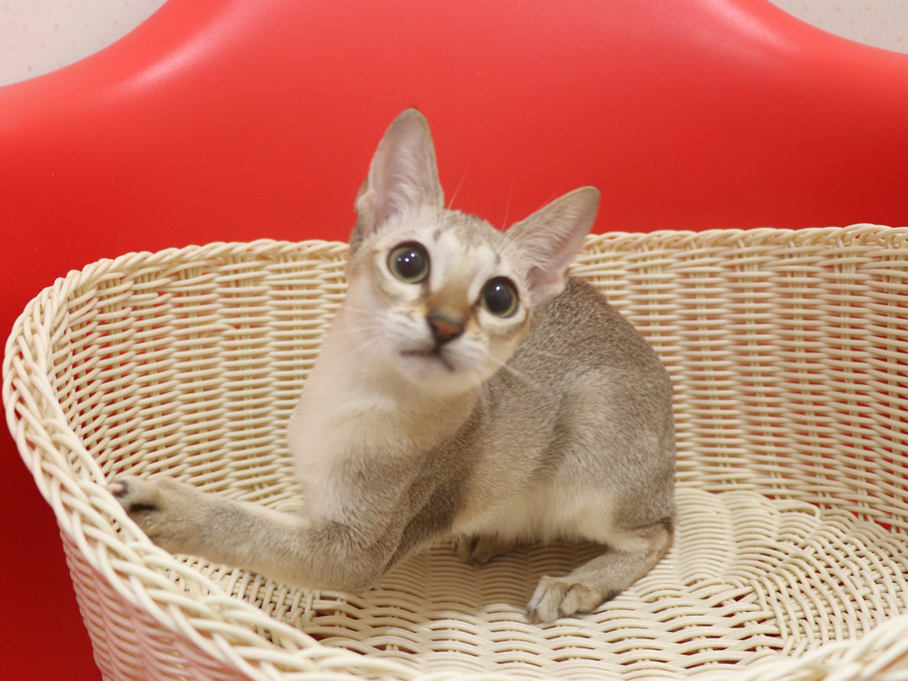 シンガプーラの子猫画像
