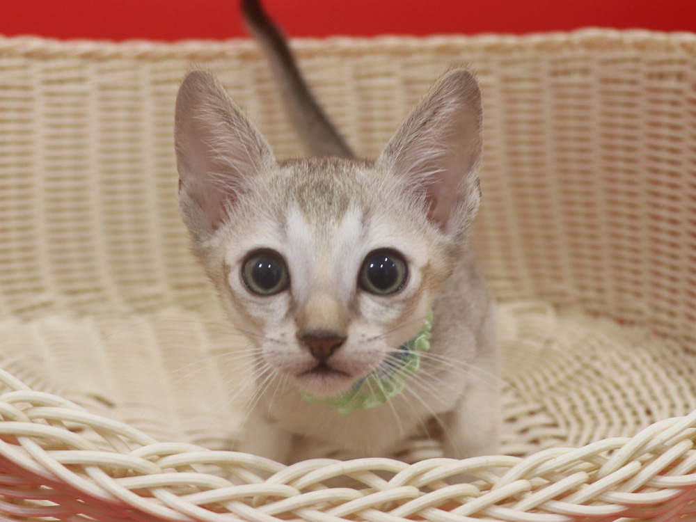 シンガプーラの子猫画像
