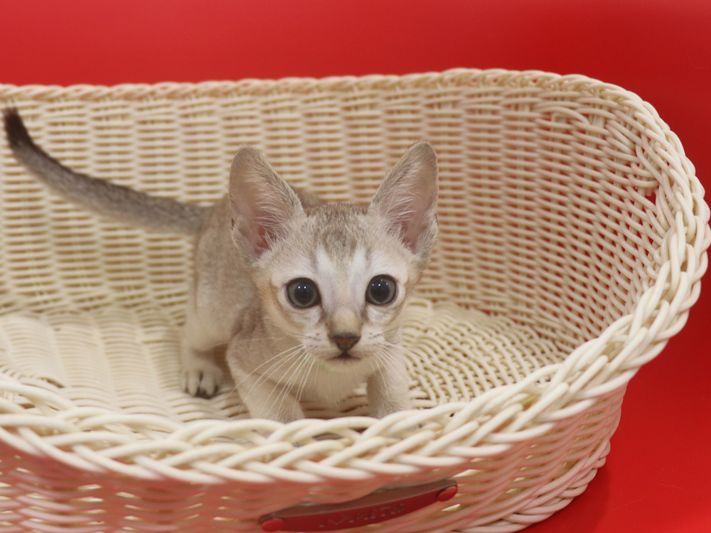 シンガプーラの子猫画像
