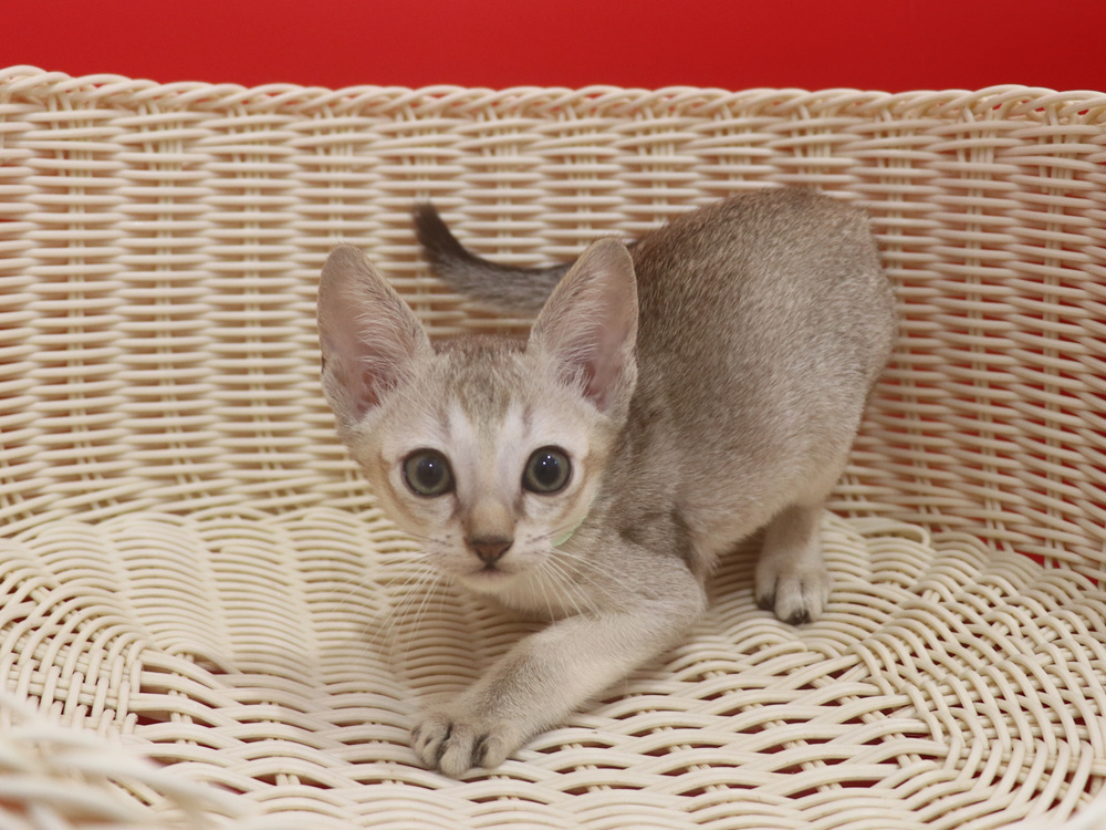 シンガプーラの子猫画像