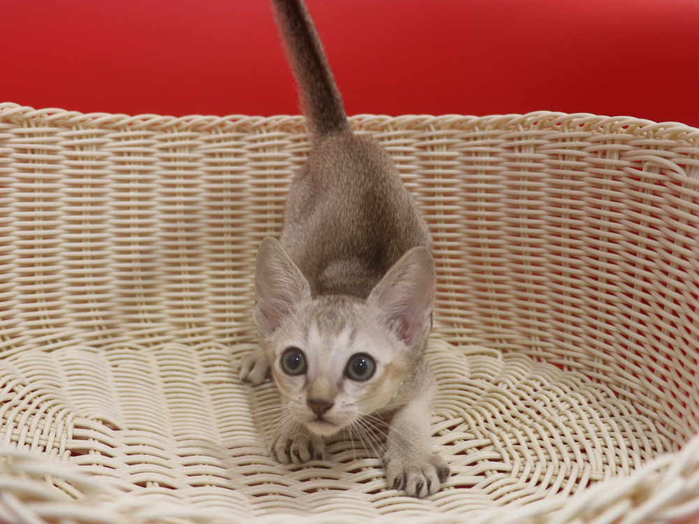 シンガプーラの子猫画像