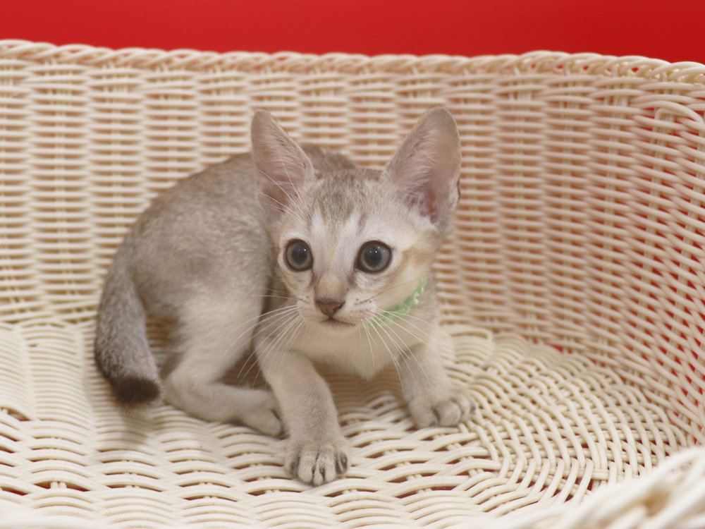 シンガプーラの子猫画像