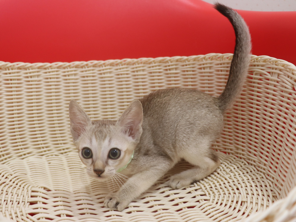 シンガプーラの子猫画像