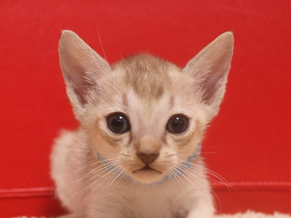 シンガプーラの子猫画像