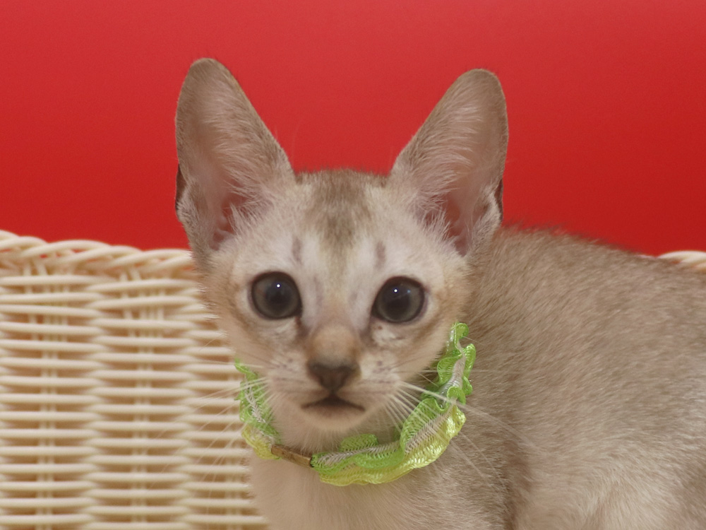 シンガプーラの子猫画像