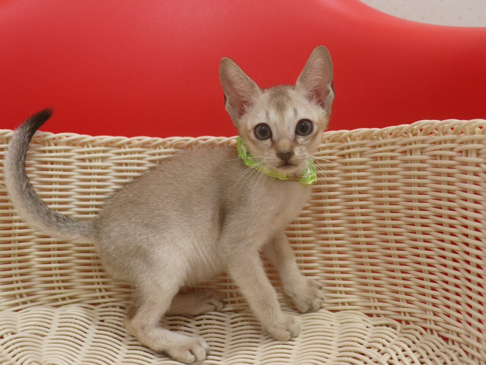 シンガプーラの子猫画像