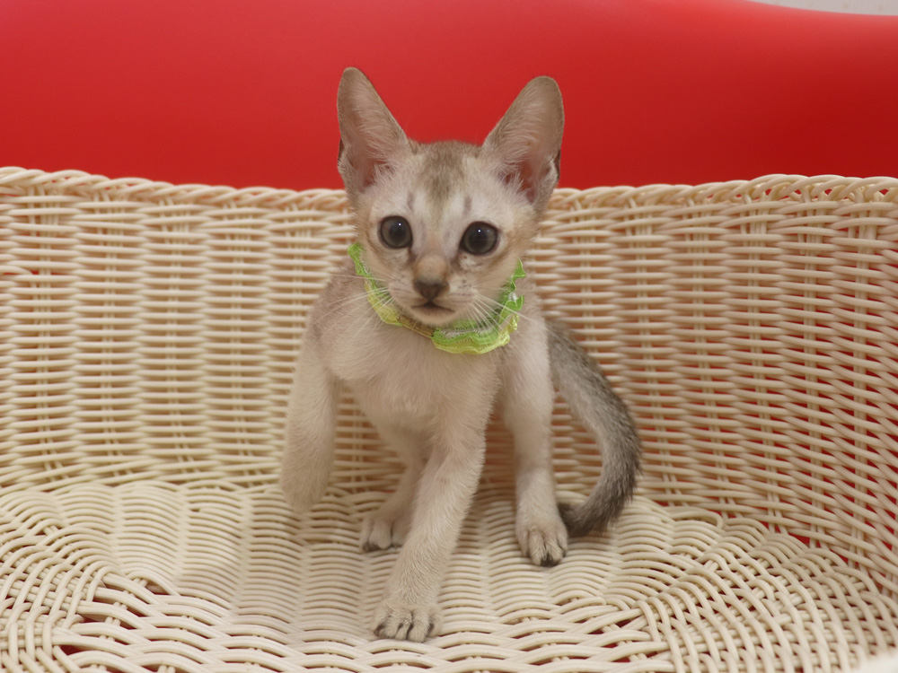 シンガプーラの子猫画像