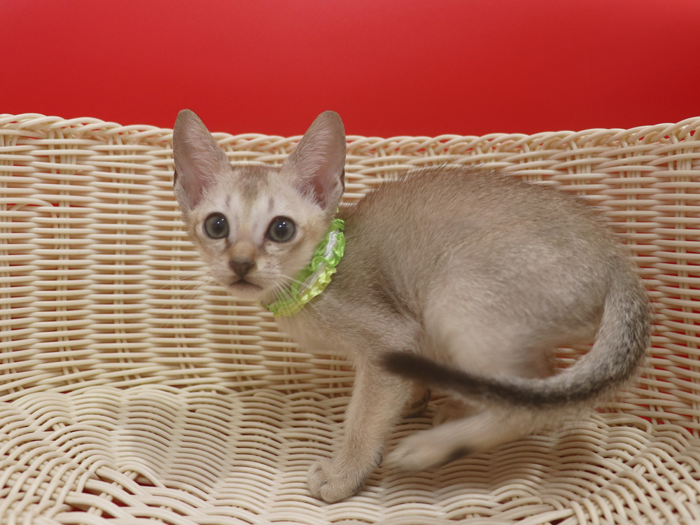 シンガプーラの子猫画像