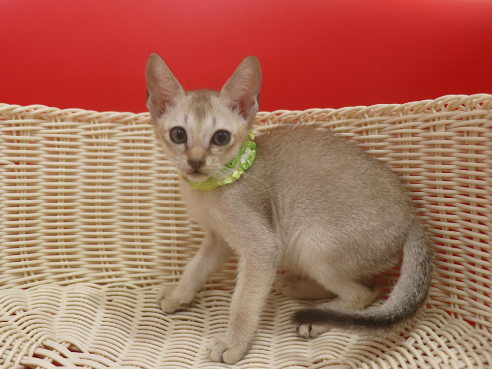 シンガプーラの子猫画像