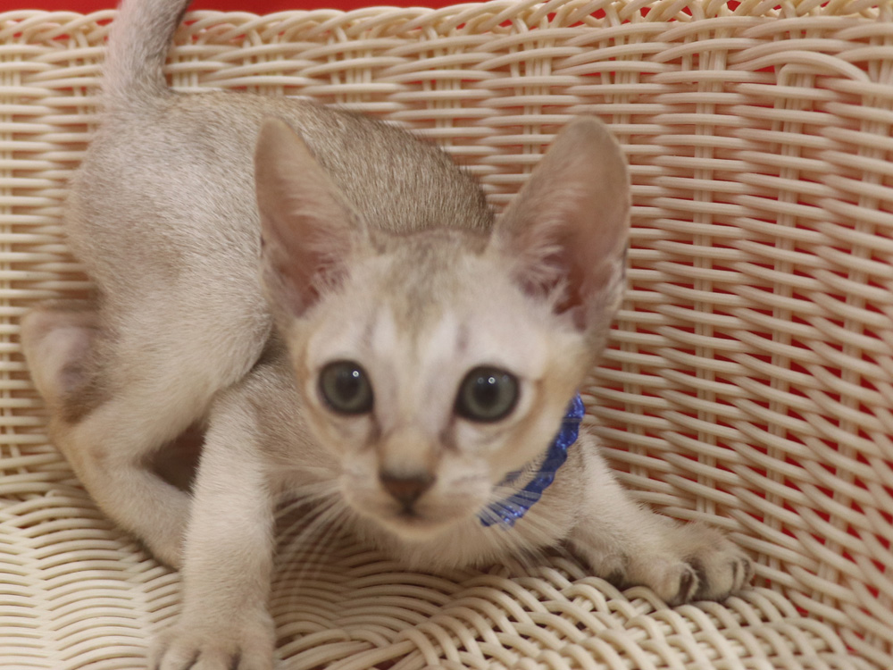 シンガプーラの子猫画像