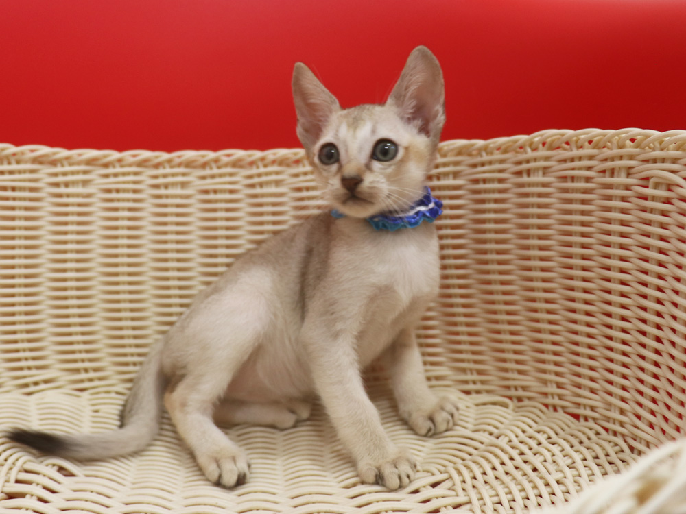シンガプーラの子猫画像
