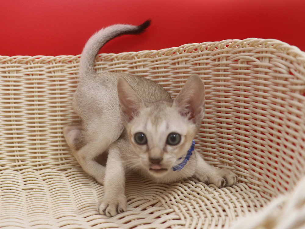 シンガプーラの子猫画像