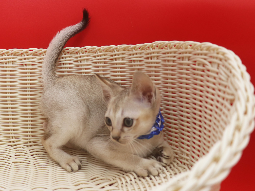 シンガプーラの子猫画像