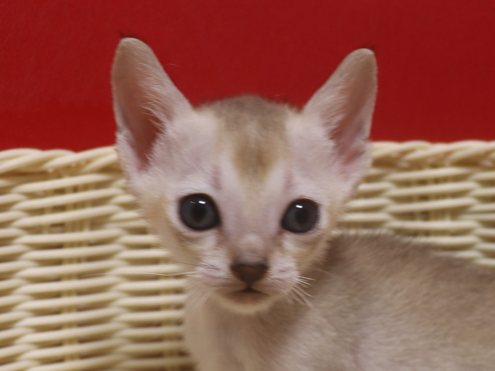 シンガプーラの子猫画像