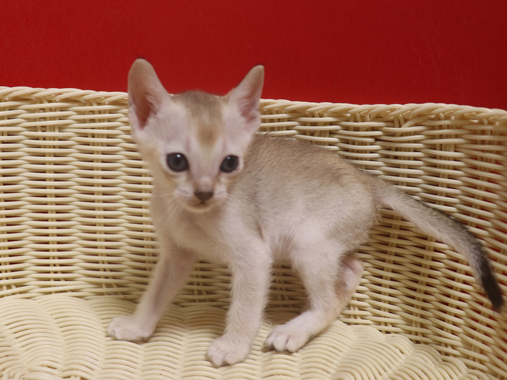 シンガプーラの子猫画像