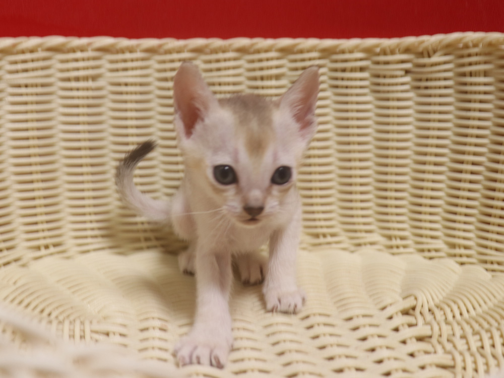 シンガプーラの子猫画像
