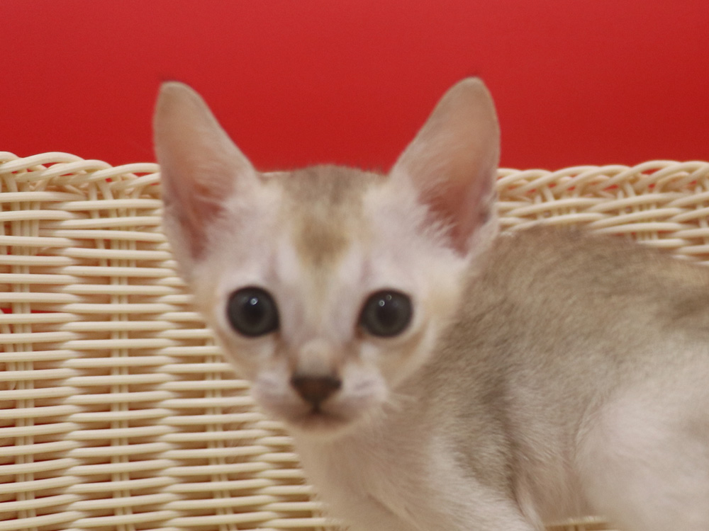 シンガプーラの子猫画像