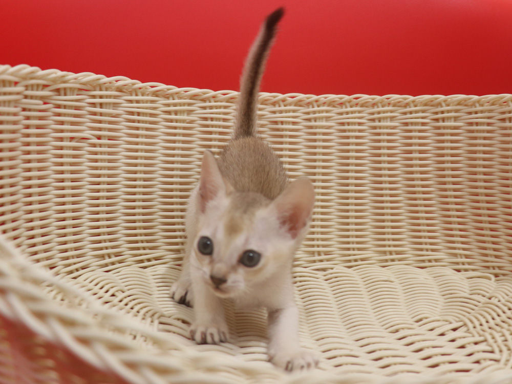 シンガプーラの子猫画像