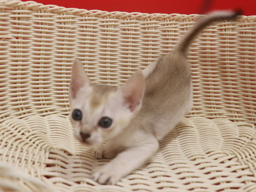 シンガプーラの子猫画像
