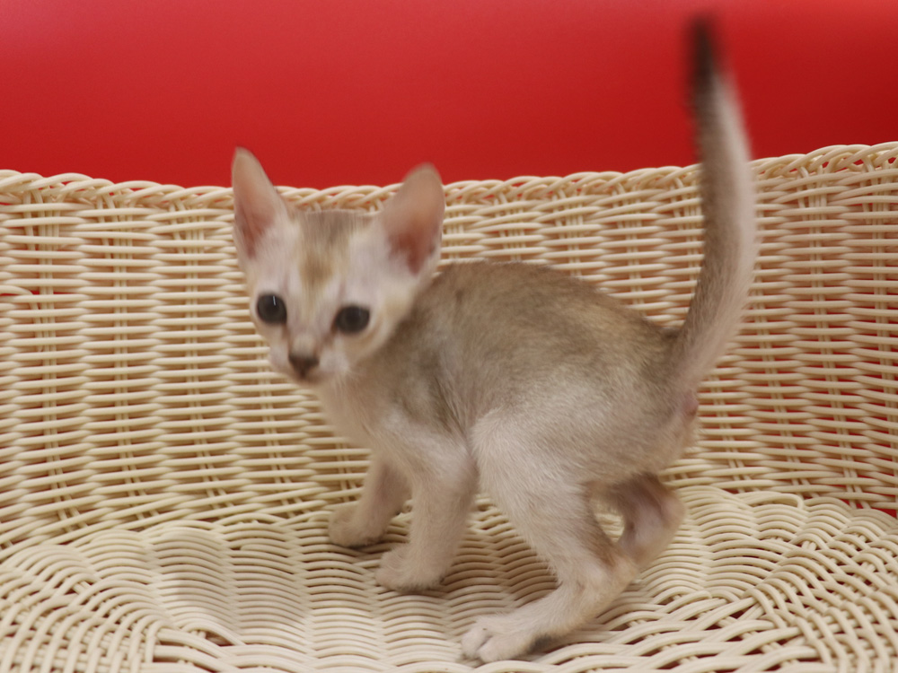 シンガプーラの子猫画像