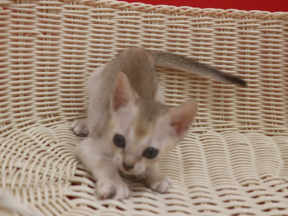 シンガプーラの子猫画像