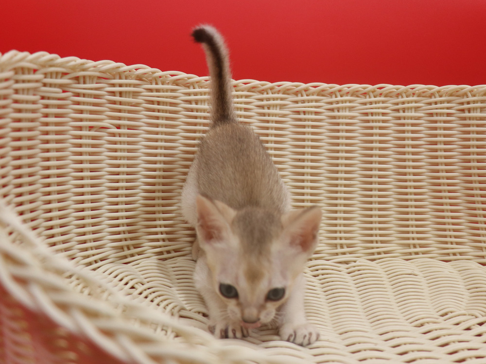 シンガプーラの子猫画像