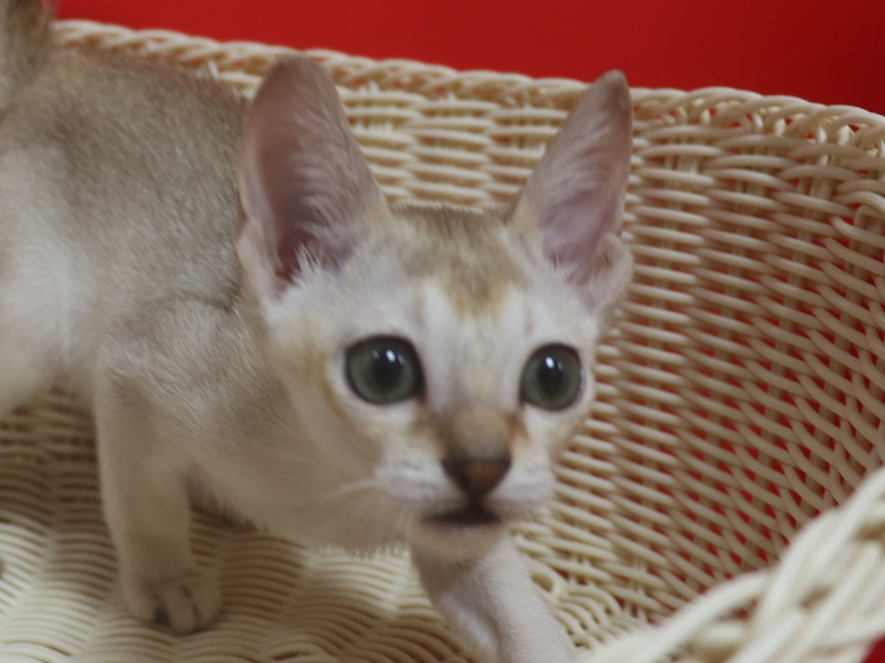 シンガプーラの子猫画像