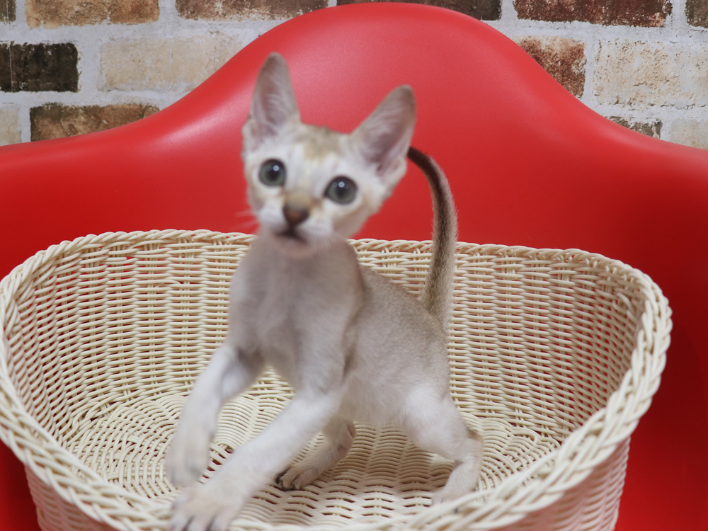 シンガプーラの子猫画像