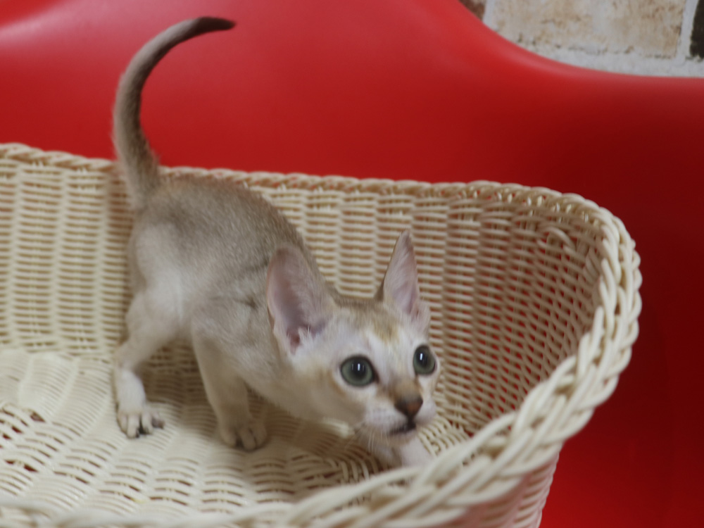 シンガプーラの子猫画像