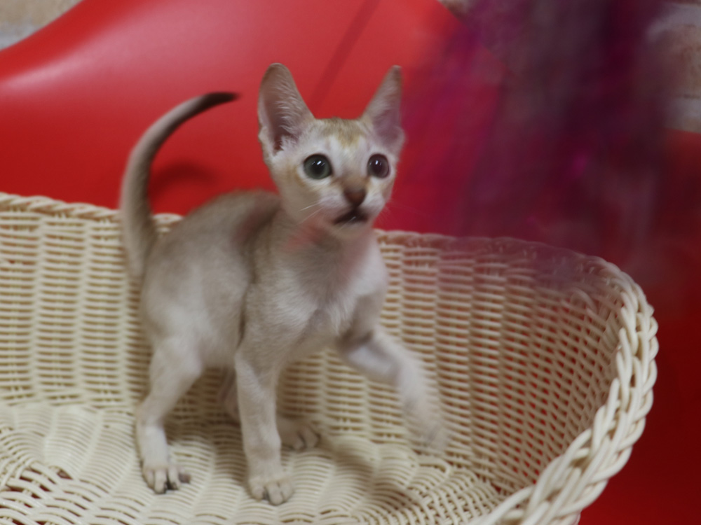 シンガプーラの子猫画像