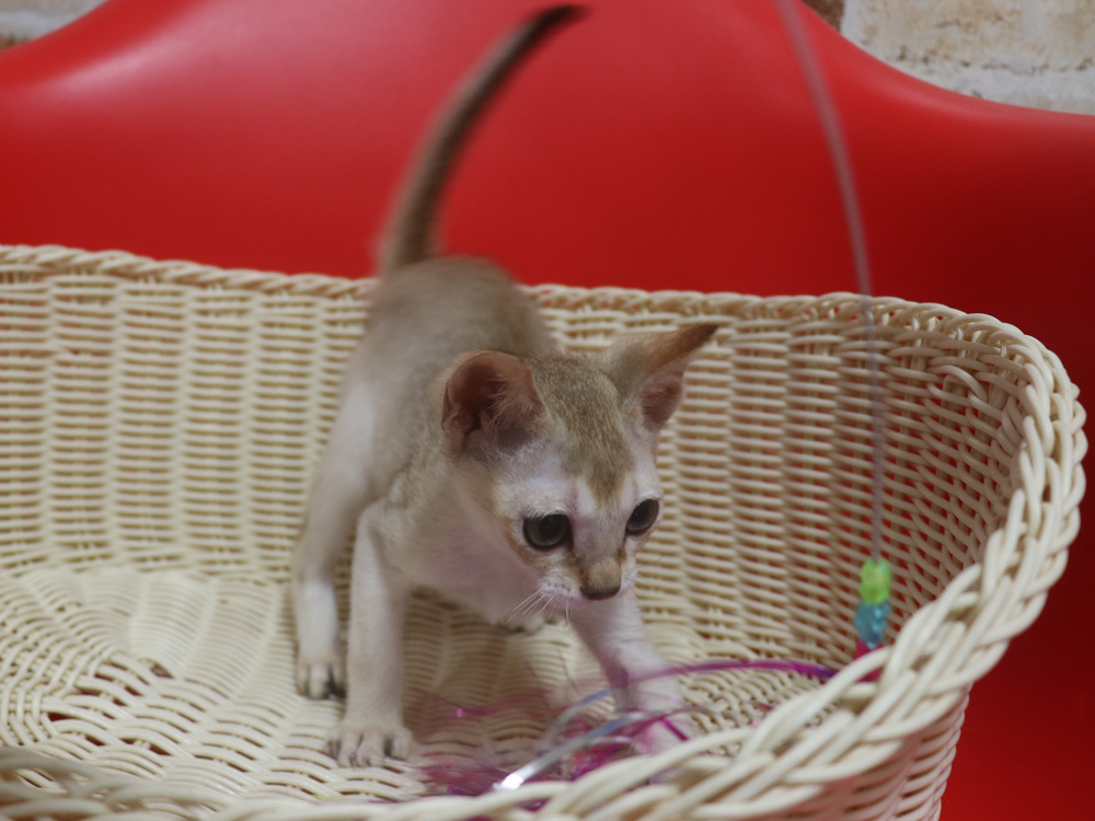 シンガプーラの子猫画像