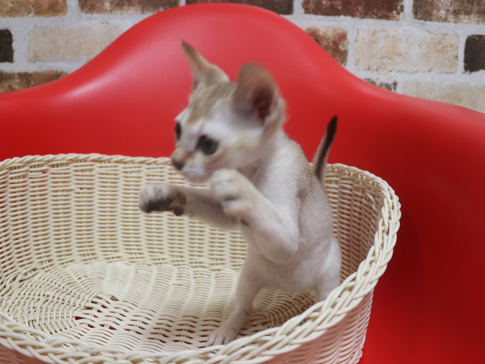 シンガプーラの子猫画像