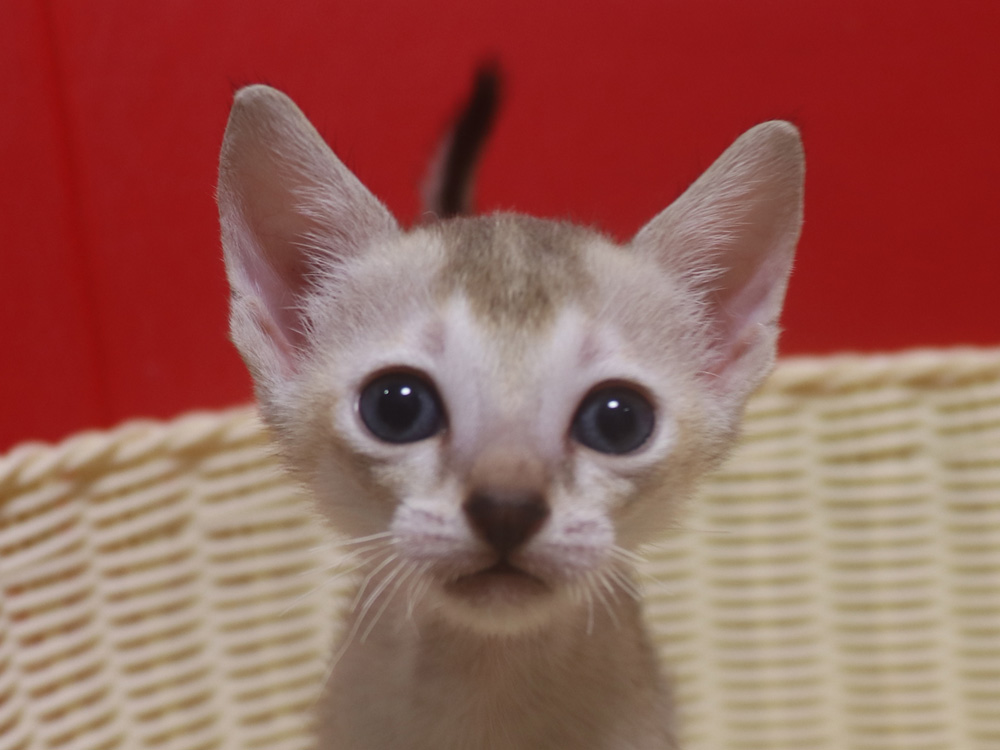 シンガプーラの子猫画像