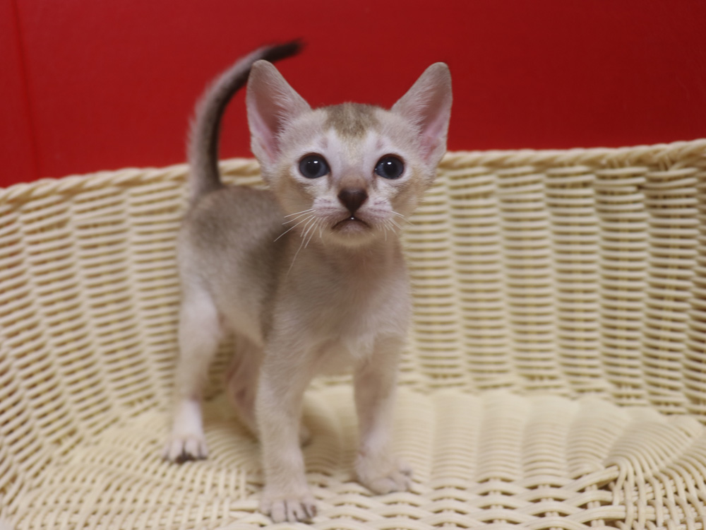 シンガプーラの子猫画像