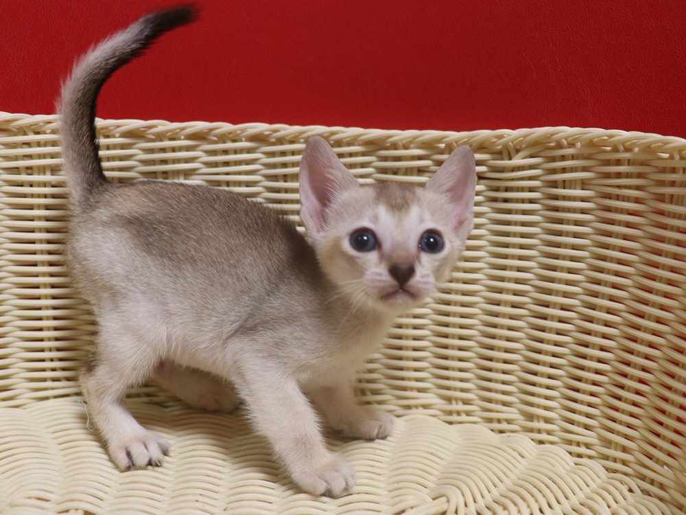 シンガプーラの子猫画像