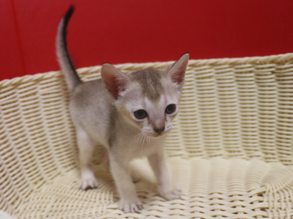 シンガプーラの子猫画像