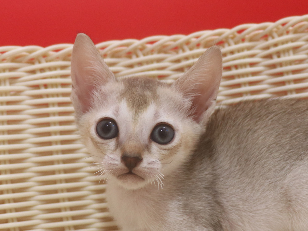 シンガプーラの子猫画像