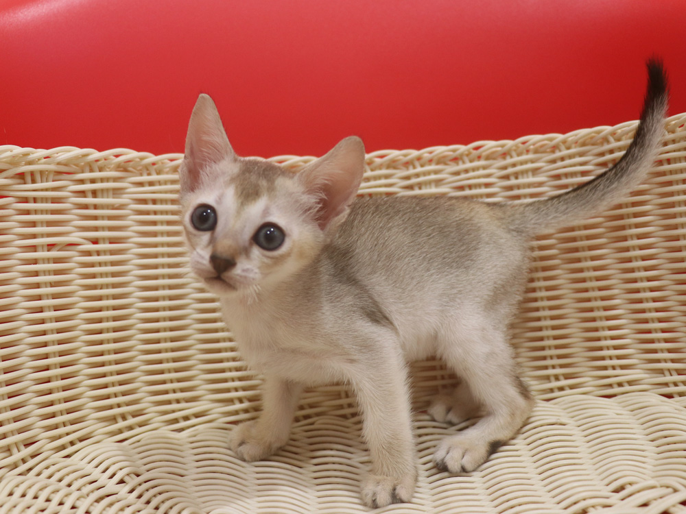 シンガプーラの子猫画像