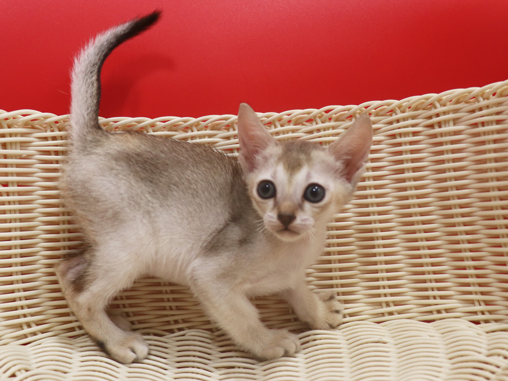 シンガプーラの子猫画像